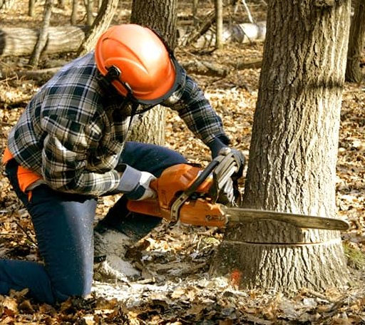 Tree Removal in Oden, MI